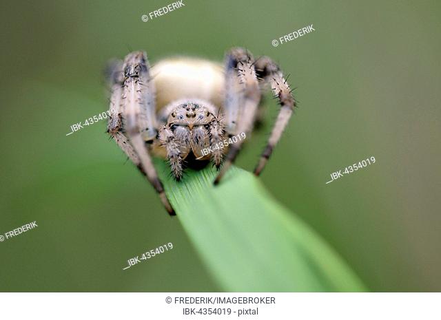 Four-spot orb-weaver (Araneus quadratus), female sitting on blade of grass, North Rhine-Westphalia, Germany