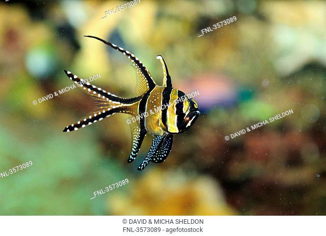 Banggai cardinalfish Pterapogon kauderni