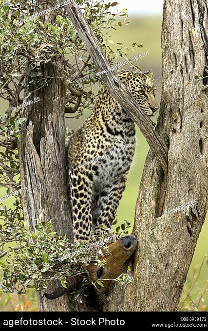 Africa, East Africa, Kenya, Masai Mara National Reserve, National Park, Leopard (Panthera pardus pardus), in a tree where its prey is