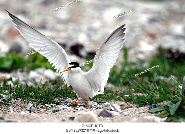little tern Sterna albifrons, landing at nest site, Sweden, Oeland