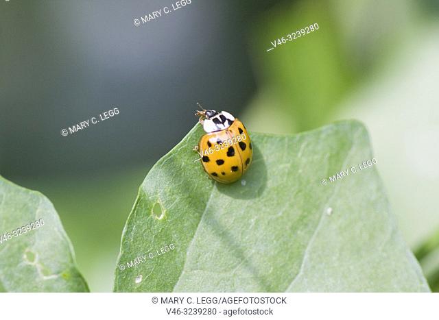 Harlequin Ladybird, Harmonia axyridis, large ladybird which have multiple colora variations with dots 0-22. Most common form is red or orange with 14 dots and...