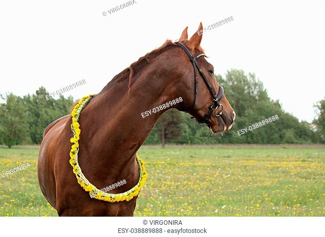 Portrait of chestnut horse with dandelion circlet at the pasture
