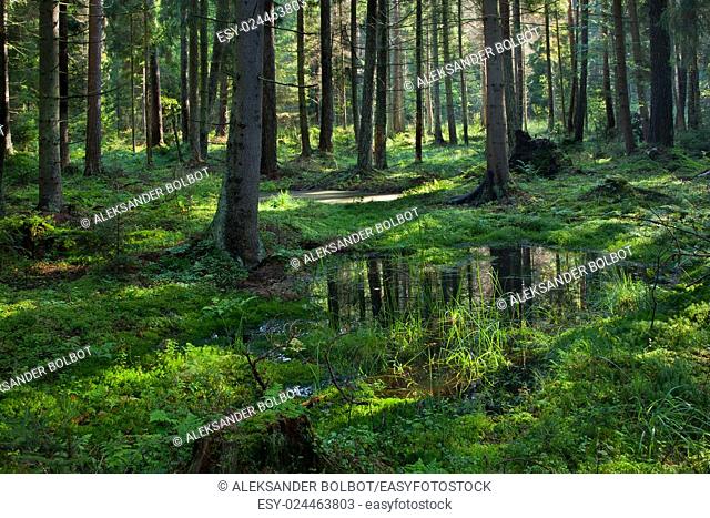 Open standing water inside coniferous stand in morning, Bialowieza Forest, Poland, Europe