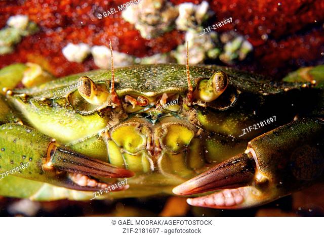 Green crab portrait in Brittany. Carcinus maenas