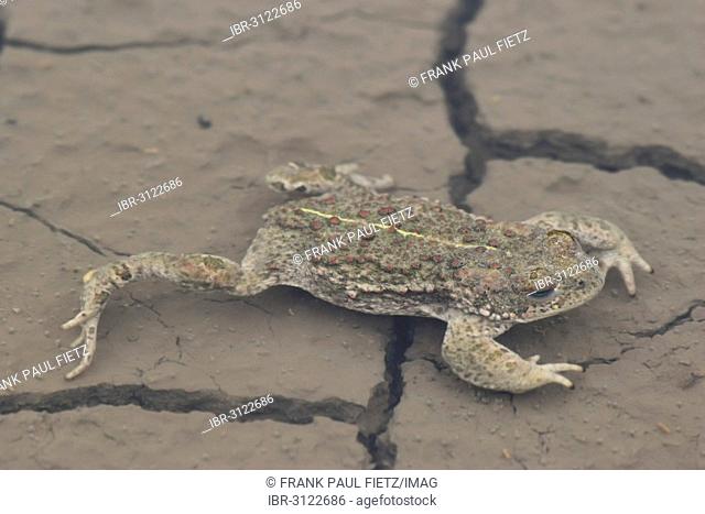 Natterjack Toad (Bufo calamita), adult stretched out in a puddle