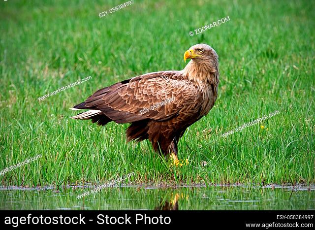 Adult white-tailed eagle, haliaeetus albicilla, in summer sitting on a bank. Erne with big yellow beak near water. Wildlife scnery from nature