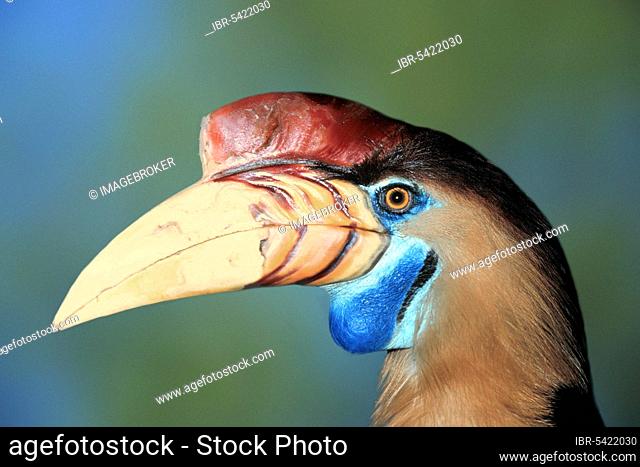 Sulawesi Hornbill (Rhyticeros cassidix), Celebes Hornbill, Helmeted Hornbill (Asia) (asia) (bird) (birds) (hornbills) (animals) (portrait) (portrait) (head)...