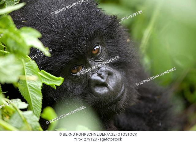 portrait of a young Mountain Gorilla, Gorilla gorilla beringei, sitting in rainforest, Volcano National Park, Rwanda