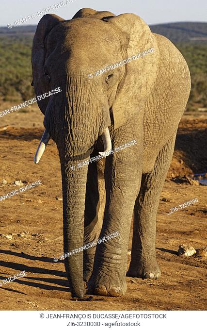 African bush elephant (Loxodonta africana), adult male, drinking water from a puddle, evening light, Addo Elephant National Park, Eastern Cape, South Africa