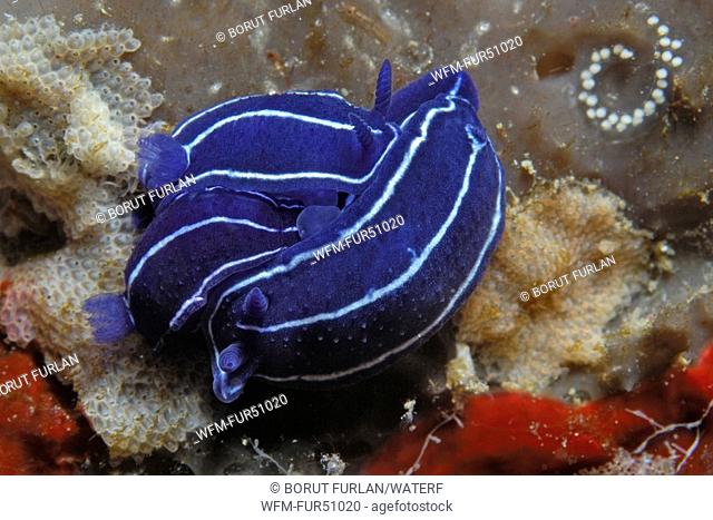 Three blue Nudibranches, Hypselodoris spec., Susac Island, Adriatic Sea, Croatia