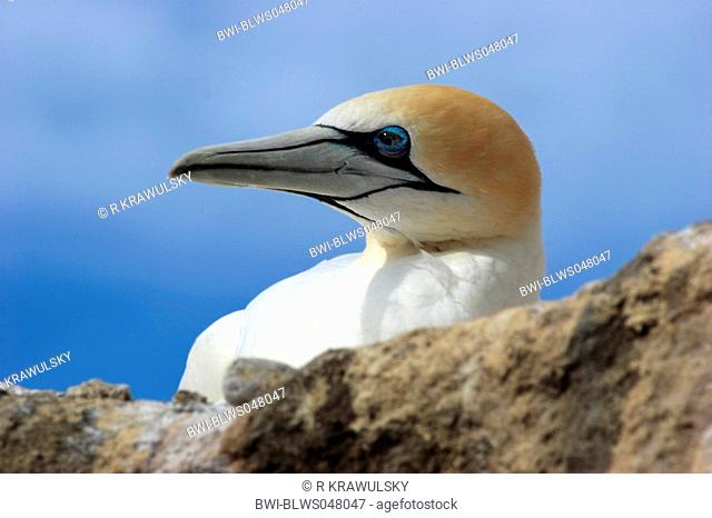 Australian gannet Morus serrator, Sula serrator, portrait, New Zealand, Northern Island, Hawke's Bay