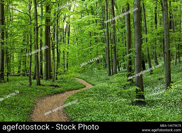 Path through spring green beech forest, incipient wild garlic blossom, Hainich National Park, UNESCO World Natural Heritage Site Ancient Beech Forests, Germany