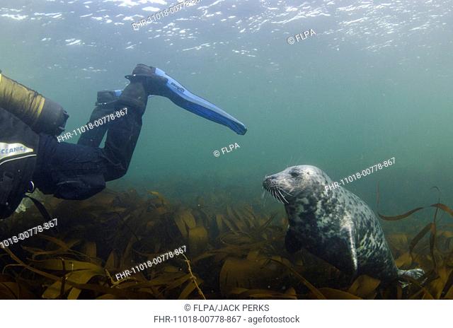 Grey Seal (Halichoerus grypus) pup, 'fin nibbler' swimming behind scuba diver over kelp bed underwater, Farne Islands, Northumberland, England, June