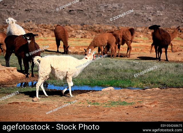 Lamas am Wasserloch