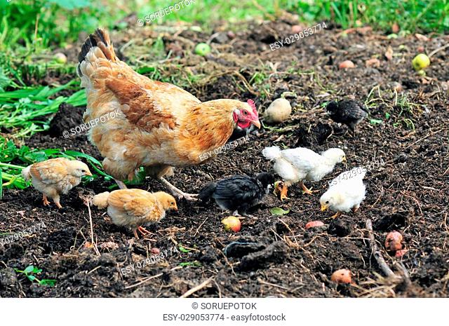 Mother hen with chickens searching for food