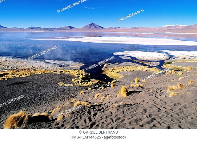Bolivia, Potosi department, area of Los Lipez, Eduardo Avaroa Andean Fauna National Reserve, the laguna Colorada 4278 m