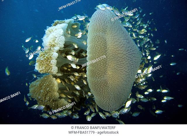 Juvenile Jack Mackarels convoy Huge Rhizostomae Jellyfish, Crambione mastigophora, Similan Islands, Andaman Sea, Thailand