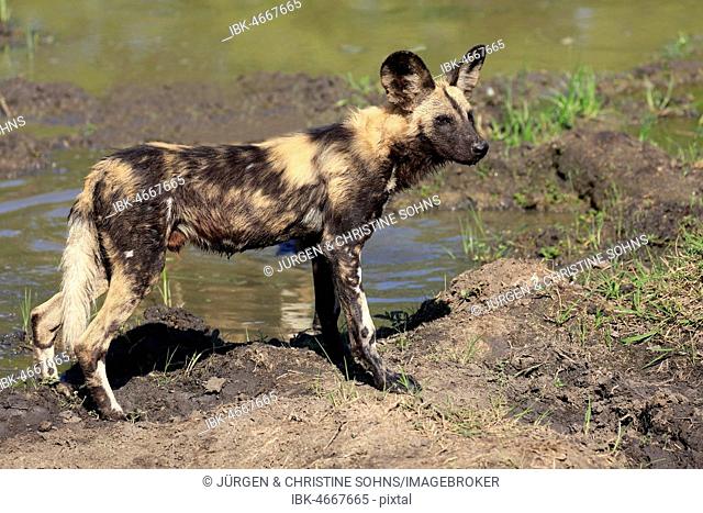 African wild dog (Lycaon pictus), adult on the water, alert, Sabi Sand Game Reserve, Kruger National Park, South Africa