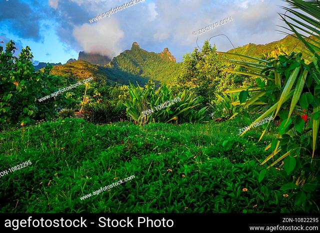 Moorea island jungle and mountains landscape. French Polynesia