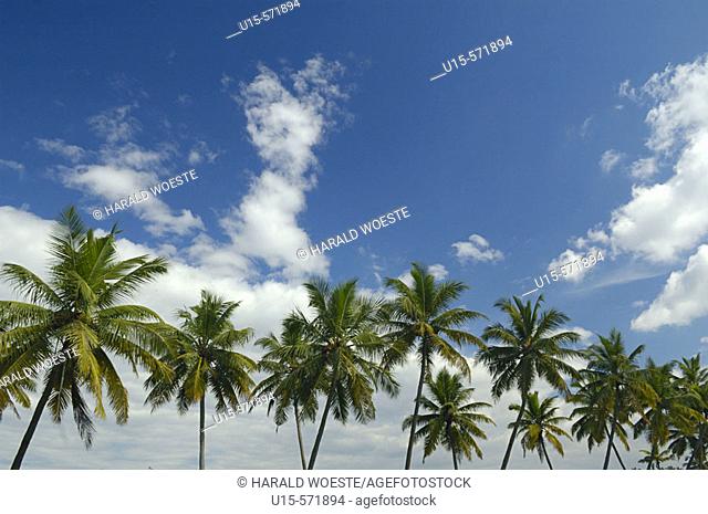 Palm trees, blue sky and white clouds. Backwaters, Kerala, India 2005