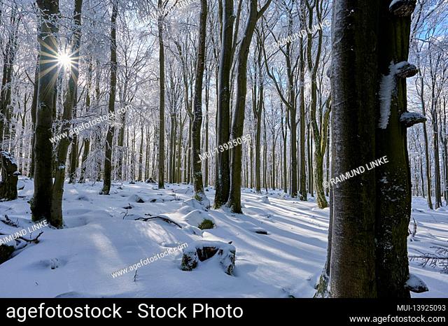 Beech forest, snow, low mountain range, sunrise, winter, Wasserkuppe, Gersfeld, Rhön, Hesse, Germany