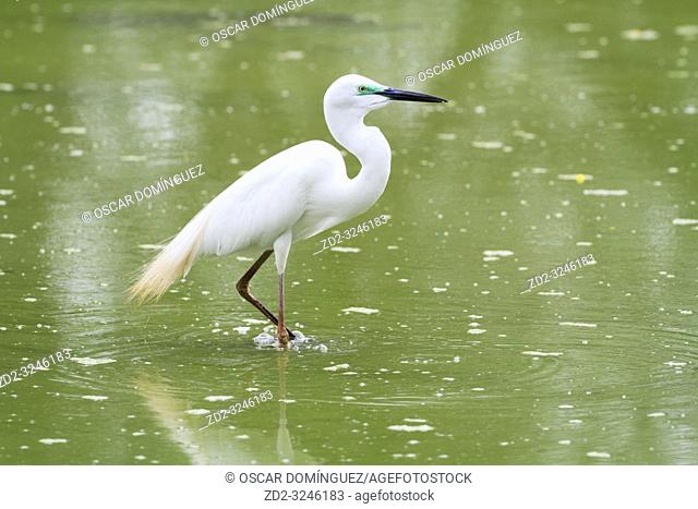 Great White Egret (Ardea alba) looking for food. Keoladeo National Park. Bharatpur. Rajasthan. India