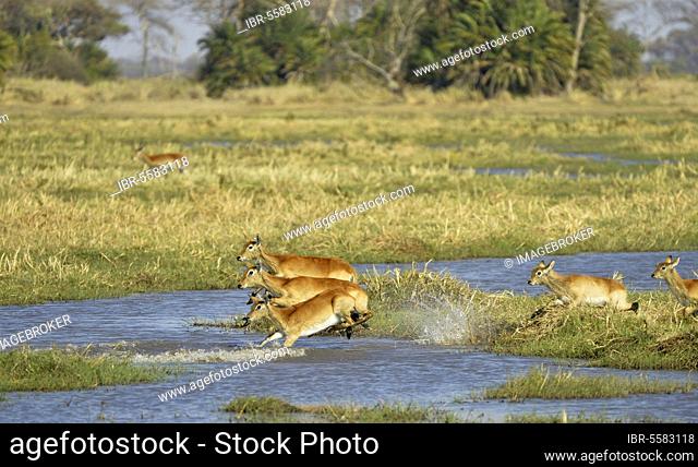 Red Lechwe (Kobus leche leche) adult females and calves, running and jumping through water in wetland habitat, Kafue N. P. Zambia