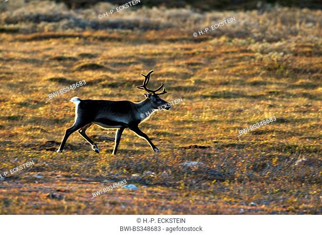 European reindeer, European caribou (Rangifer tarandus tarandus), in backlight in tundra landscape, Sweden, Flatruet