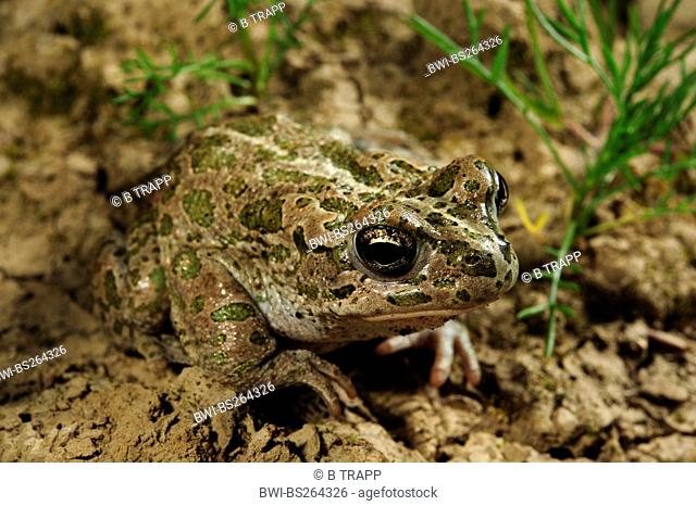 Sicilian Green Toad Bufo siculus , sitting on the ground, Italy, Sicilia