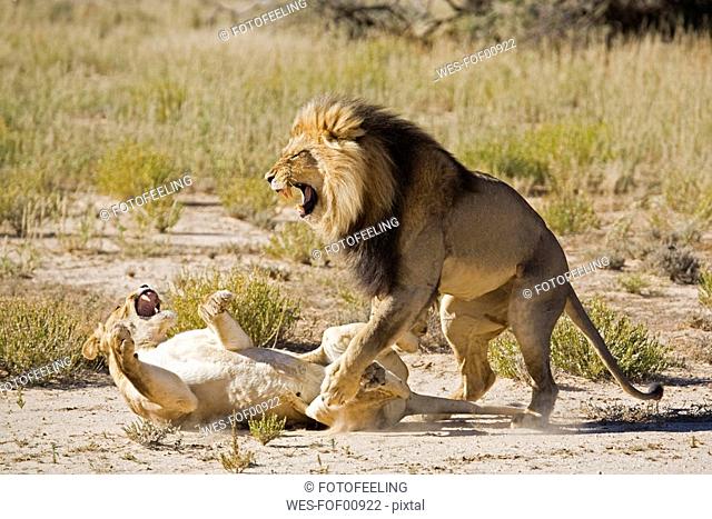 Africa, Namibia, Lioness Panthera leo and lion