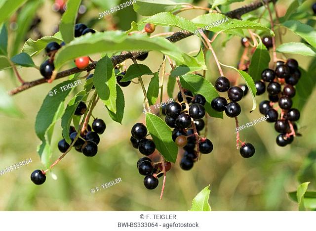 wild black cherry (Prunus serotina), ripe fruits on a branch, Germany