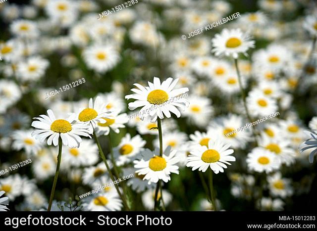 Germany, Bavaria, Upper Bavaria, Altötting district, meadow flowers, daisies, Leucanthemum vulgare
