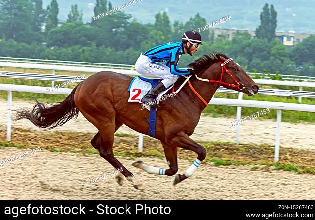 Horse racing for the prize of the Ogranichitelni in Pyatigorsk, one of the largest and oldest racecourses in Russia.Ahead - master jockey Hutkov Rizuan on the...