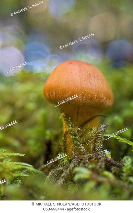 A macro look at mushrooms in the forest on George Island in the Gulf of Alaska, Southeast Alaska, USA  Pacific Ocean
