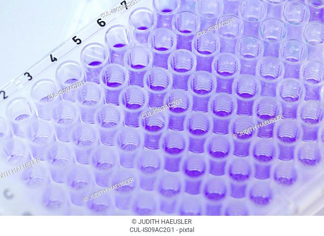 Close up of 96-well microtiter plate with crystal violet solution to examine toxicity