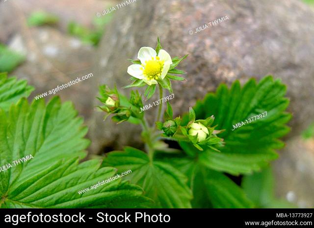 The forest strawberry (Fragaria vesca) with flowers