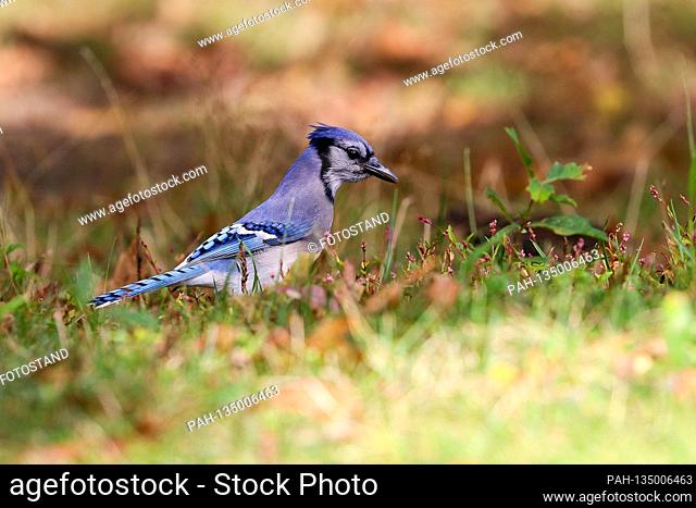 New York, USA October 2019: Impressions New York - October - 2019 A Blauhaher / Blauhaeher (Cyanocitta cristata) in the Central Park of New York | usage...