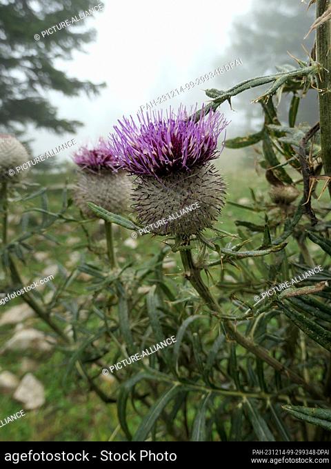 27 August 2023, Austria, St. Gilgen: Wooly thistle, Cirsium eriophorum, also known as woolly thistle, photographed on the Zwölferhorn in the Salzkammergut in...