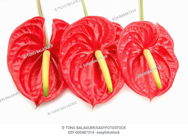 Anthurium exotic beautiful red and yellow flower still macro