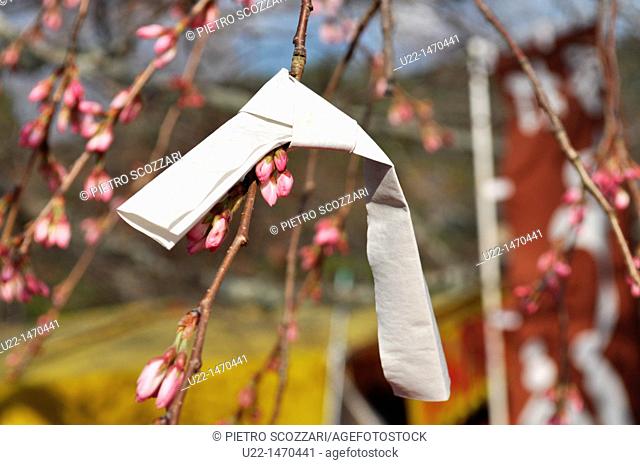 Kyoto (Japan): wish written on a little paper sheet, knobbed to a blossoming cherry tree in Maruyama park, during Spring