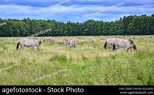 PRODUCTION - 07 August 2023, Brandenburg, Liebenthal: On a large pasture in the district of Oberhavel, north of Berlin, there are animals of the Liebenthal herd...