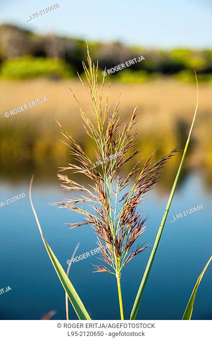 Phragmites communis Reed on a next-to-the-beach lagoon in the Mediterranean shore, Spain