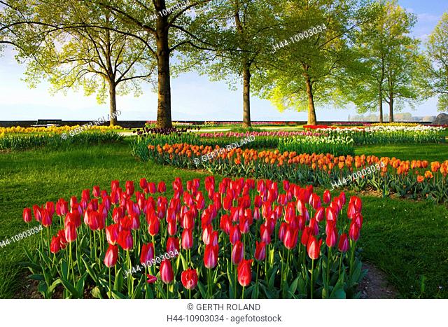 Morges, tulip festival, Switzerland, Europe, canton, Vaud, Genevan, lake, Leman, park, flowers, tulips, trees, spring