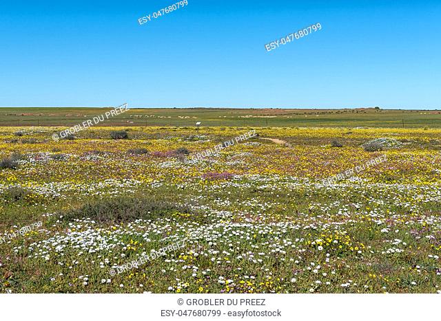 A field of wildflowers at the Hantam Botanical Garden near Nieuwoudtville in the Northern Cape Province