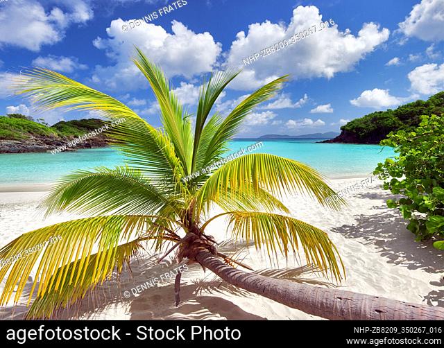 Palm tree growing horizontal at Trunk Bay. Virgin Islands National Park. St. John