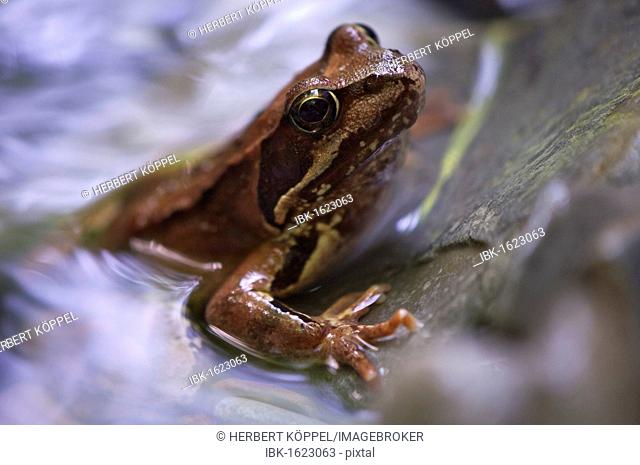 European Common Brown Frog (Rana temporaria), Tauglbach River, Salzburg, Austria, Europe