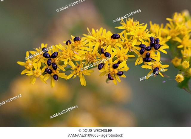 Shining Flower Beetles; Olibrus sp.; on Goldenrod; PA, Philadelphia, Morris Arboretum