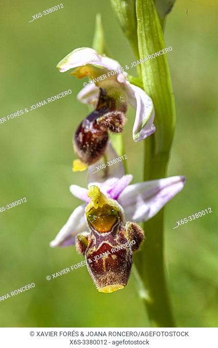 Woodcock bee-orchid - Ophrys scolopax -, Aisa Valley, Huesca, Spain