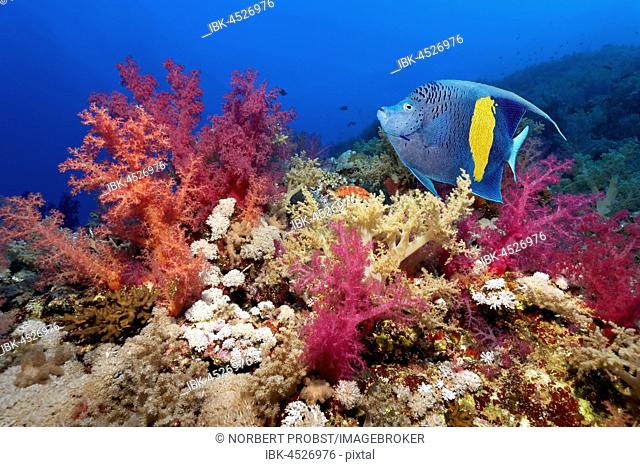 Halfmoon angelfish (Pomacanthus maculosus) swimming over coral reef with many soft corals (Dendronephthya klunzingeri), red, Red Sea, Egypt