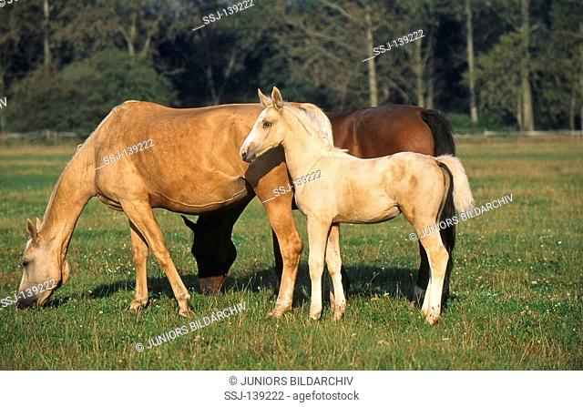 Kinsky horse and foal on meadow
